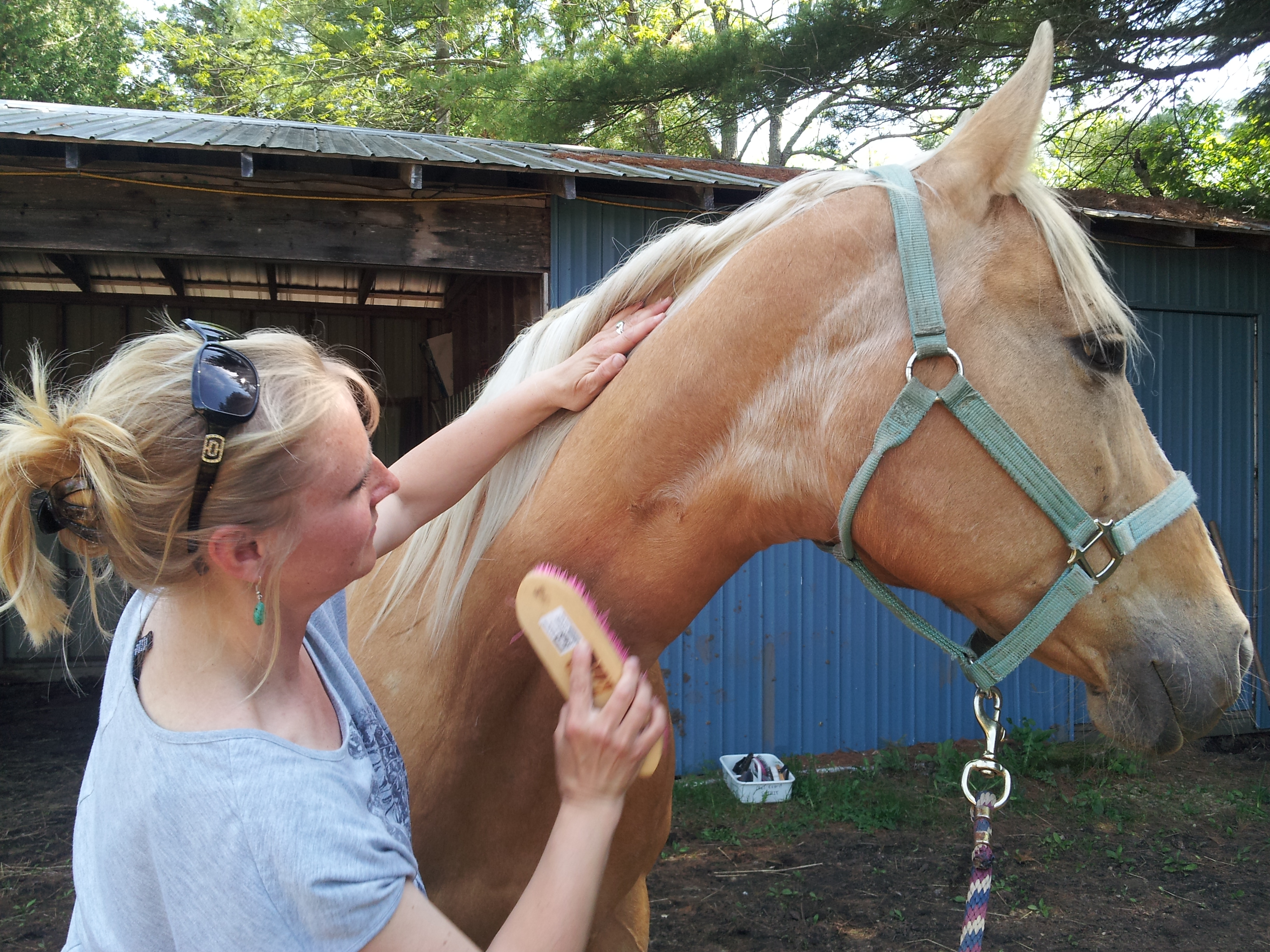 Heartful Horse Workshops this summer!